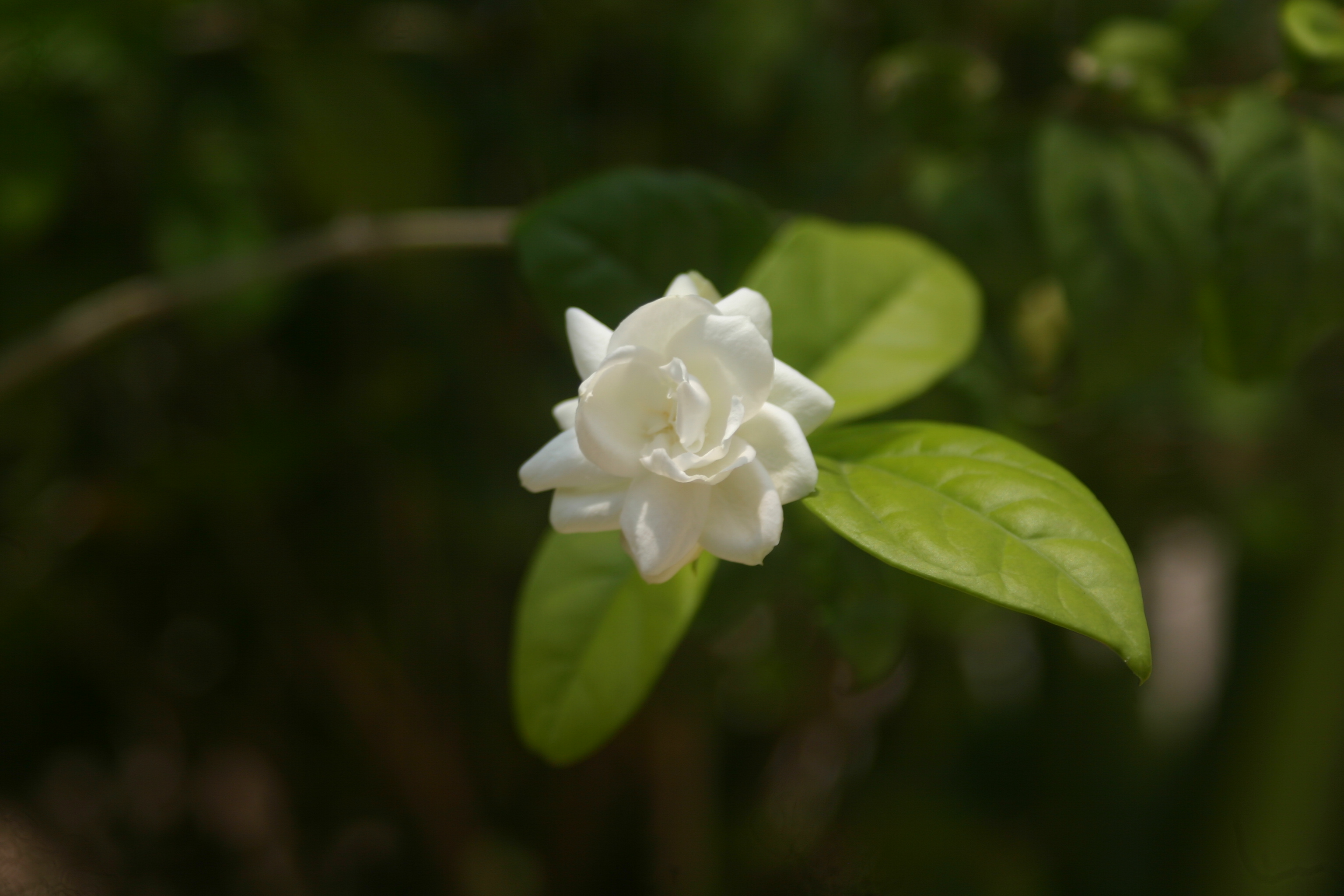 Description of Nature Photo 1