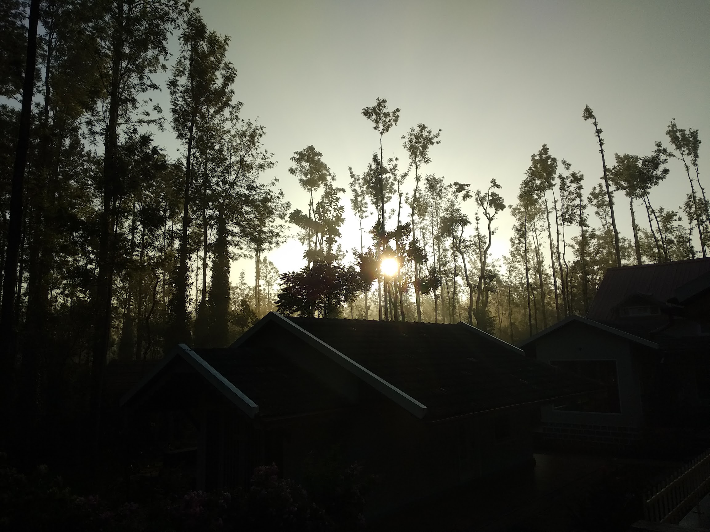 Description of Nature Photo 11