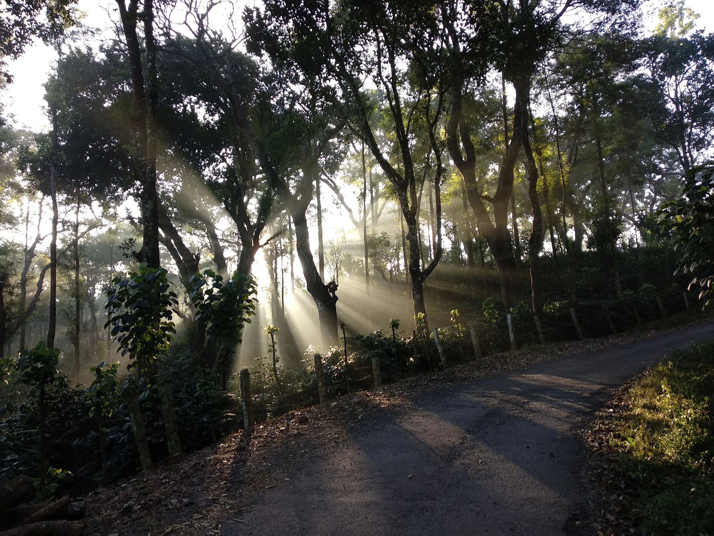 Description of Nature Photo 12