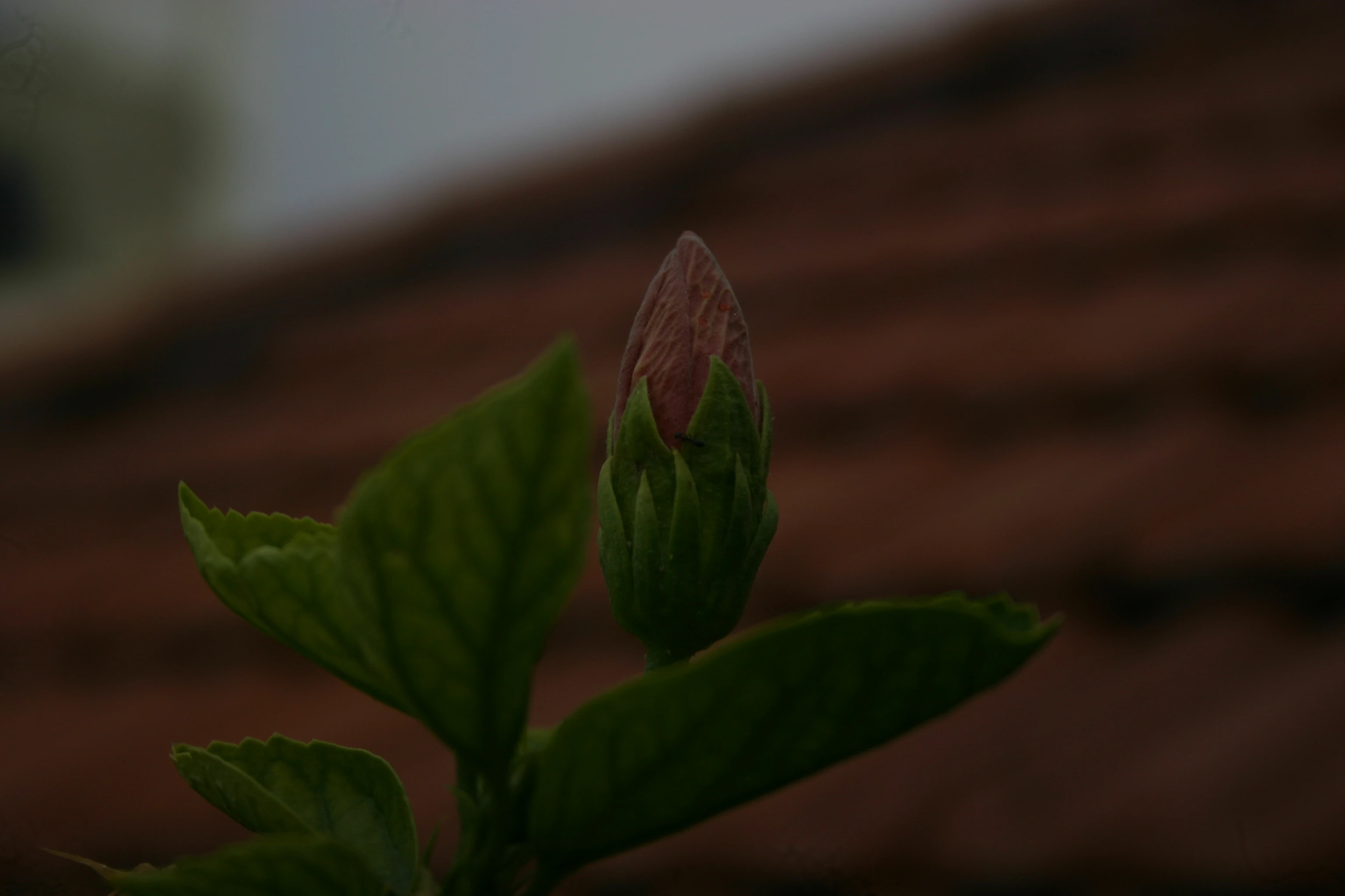 Description of Nature Photo 2