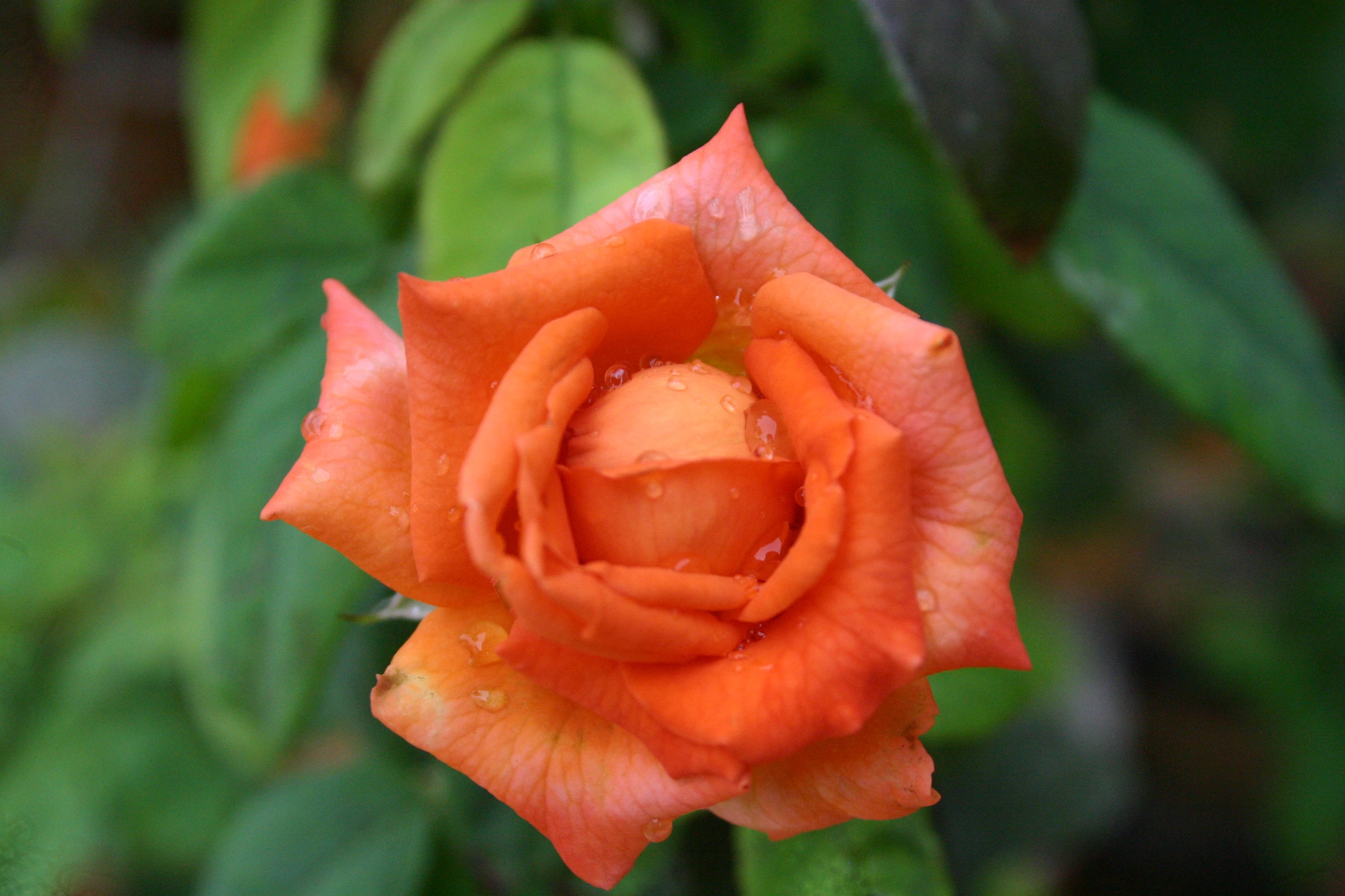 Description of Nature Photo 3