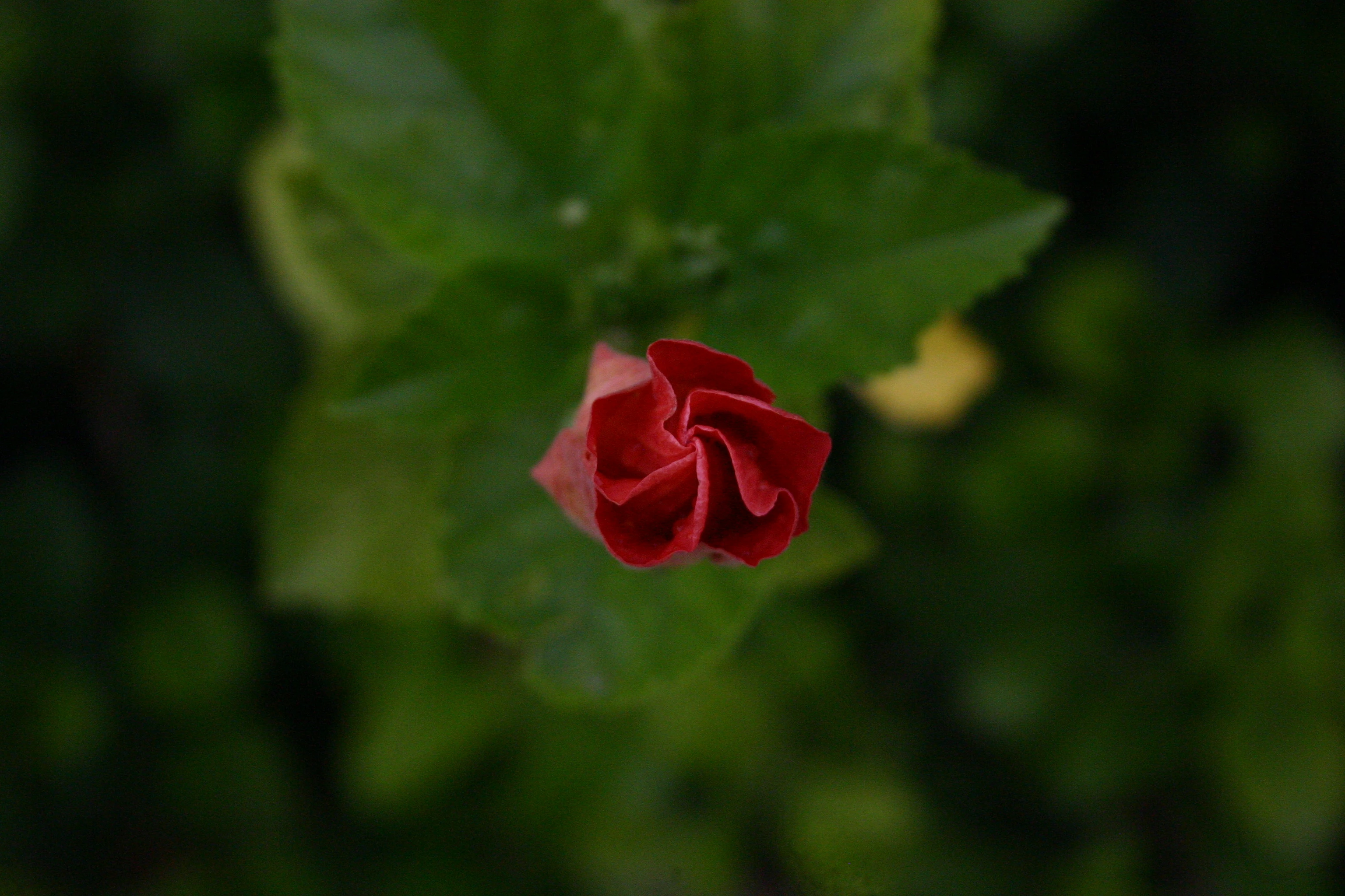 Description of Nature Photo 4