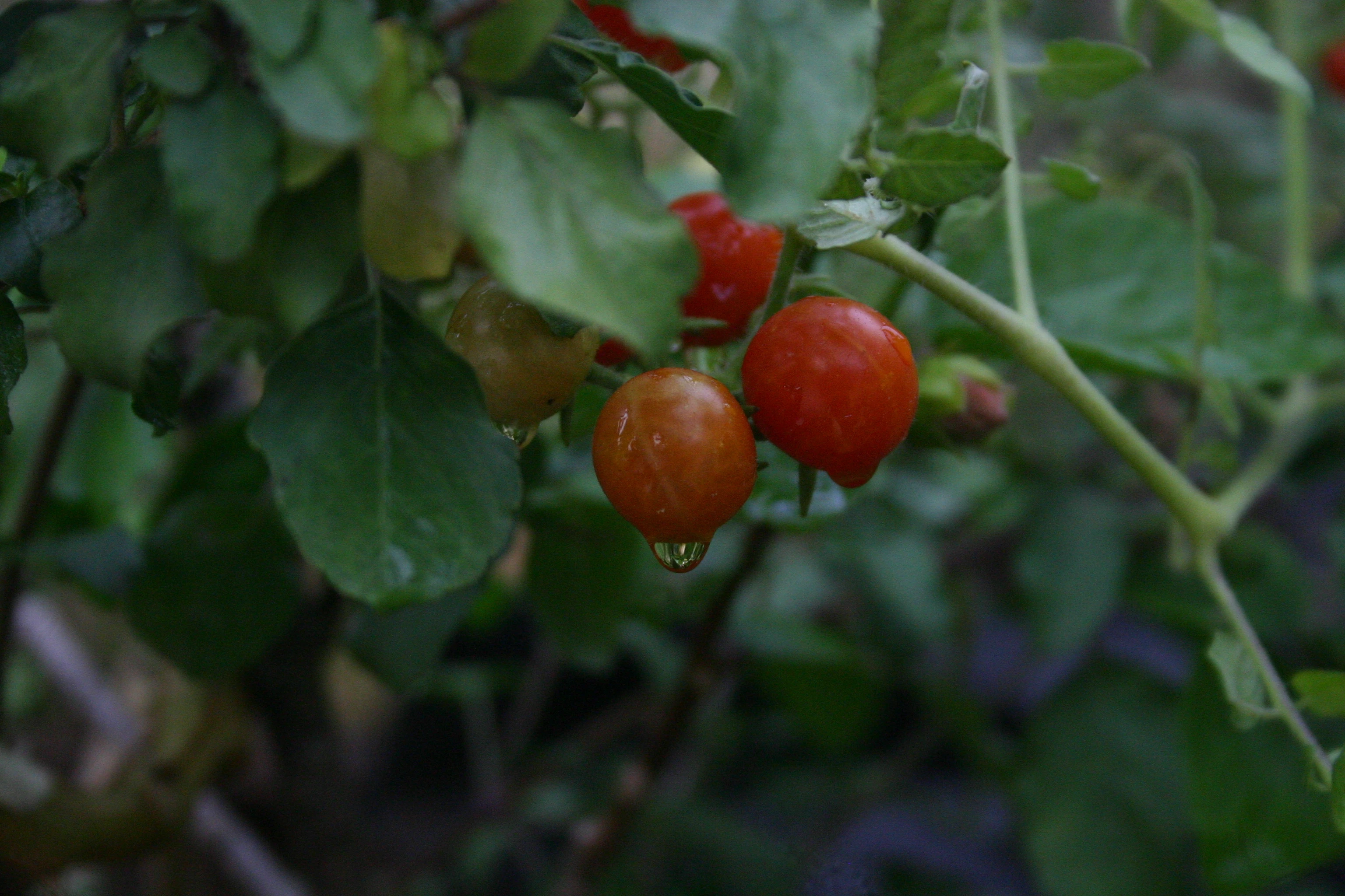 Description of Nature Photo 5