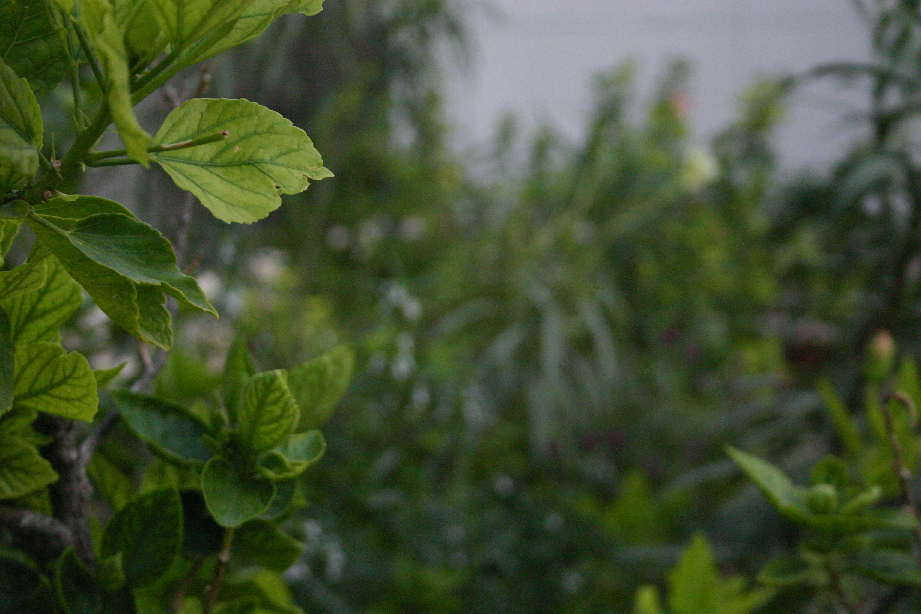 Description of Nature Photo 7