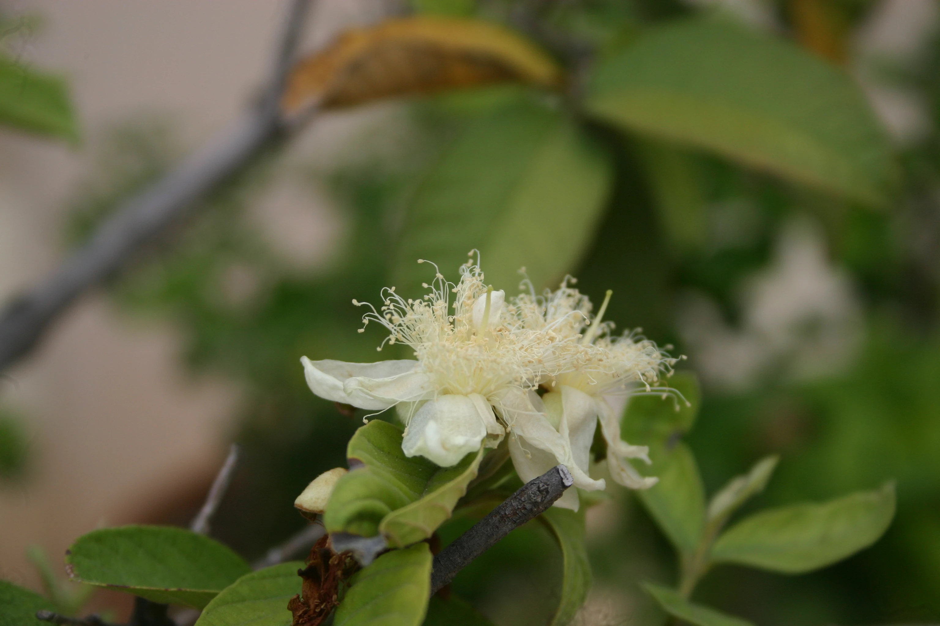 Description of Nature Photo 8