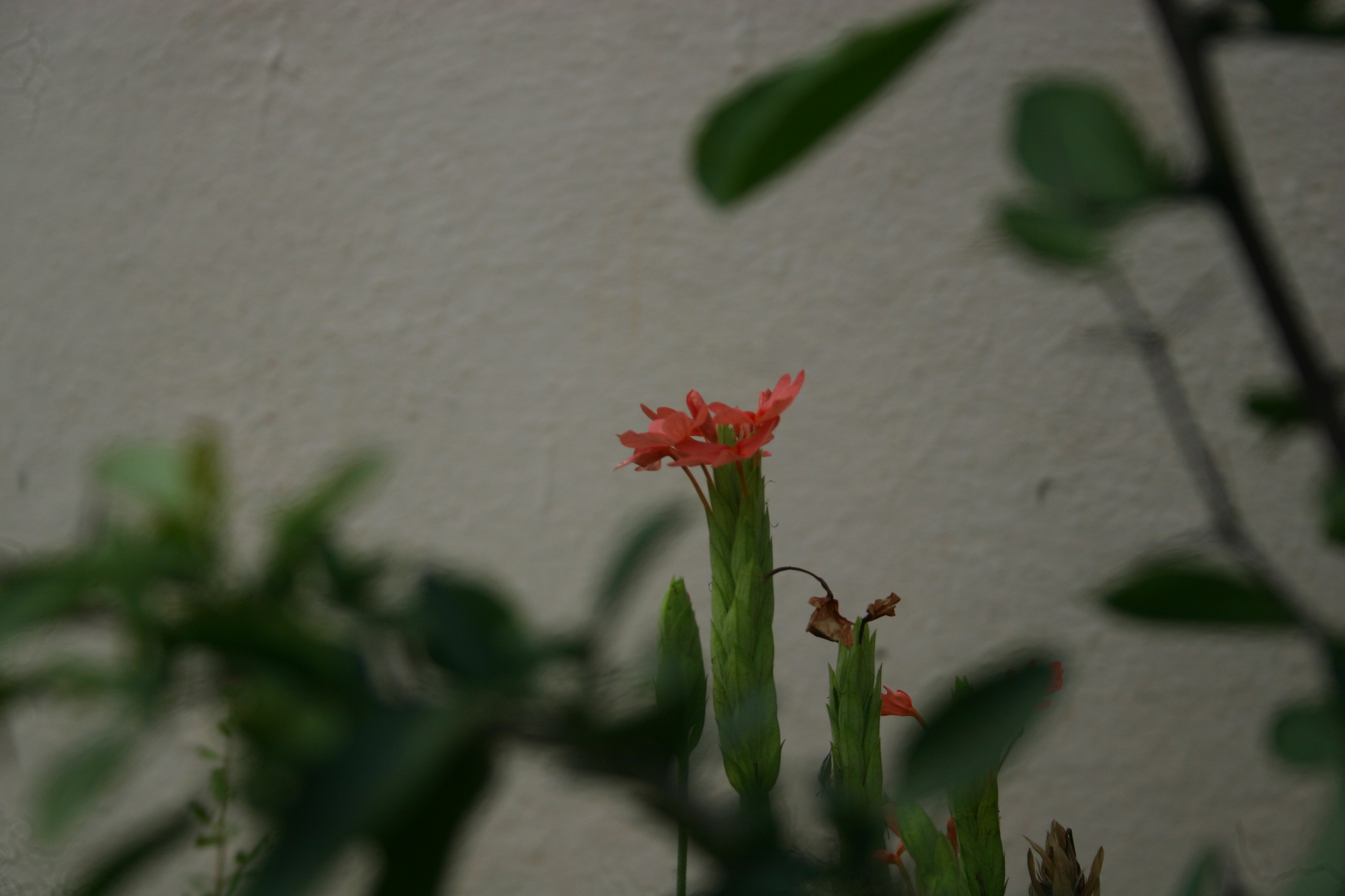 Description of Nature Photo 9